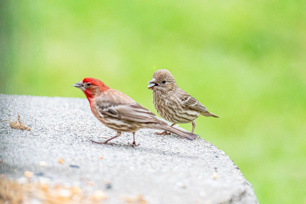 Backyard Birds NH-1887.jpg